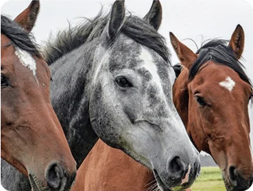 Nutrición Animal Estratégica para Equinos