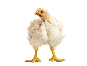 La Pigmentación del pollo de engorde
