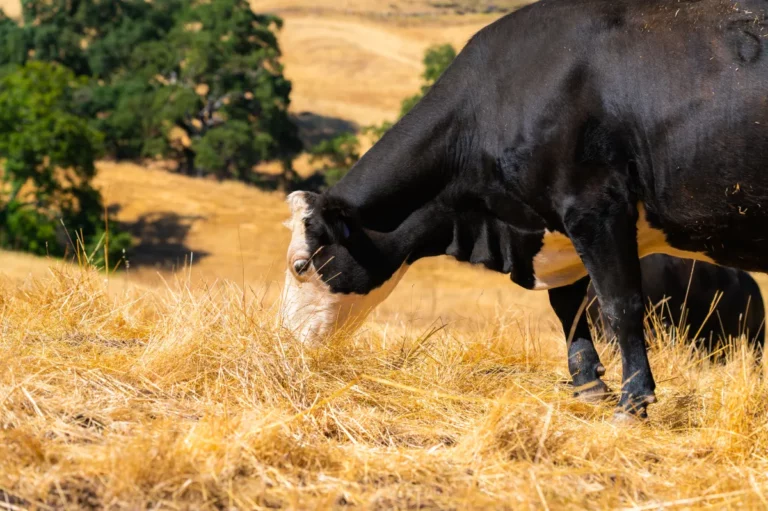 Fenómeno de El Niño practicas sostenibles