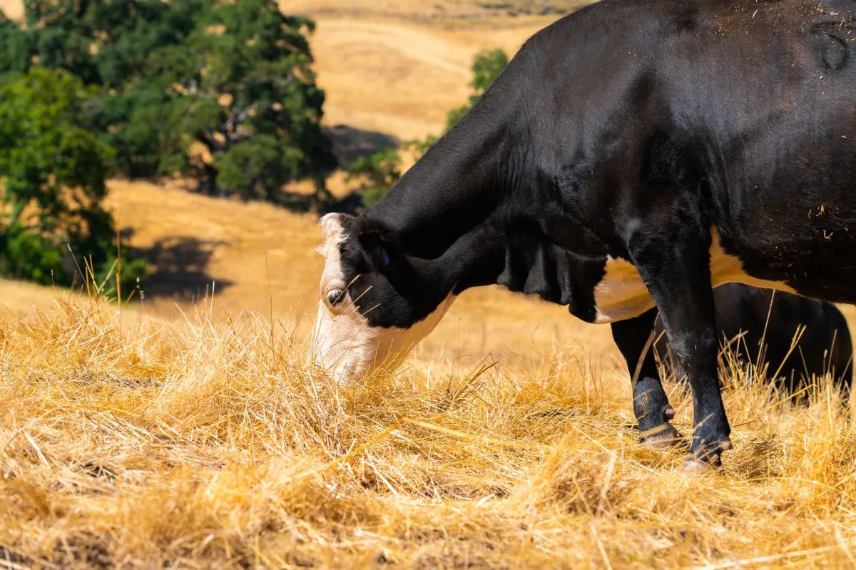 Fenómeno de El Niño practicas sostenibles
